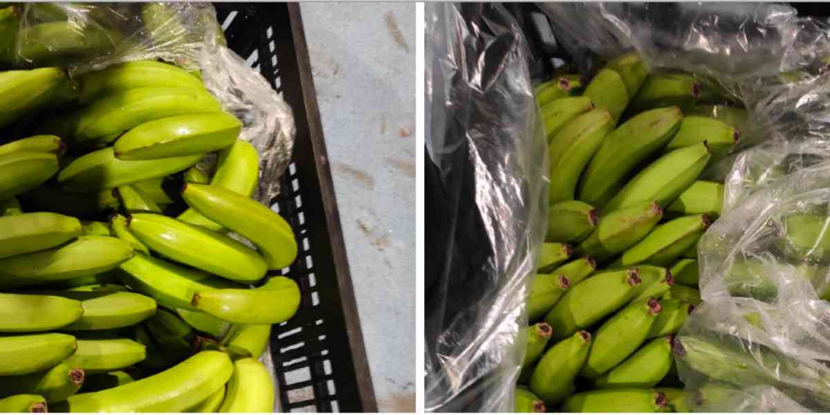 Banano 